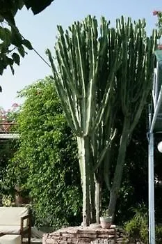 柏拉顿酒店 公寓式酒店 法里拉基